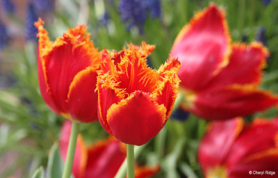 0265-keukenhof.jpg