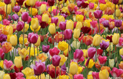 0266-keukenhof.jpg