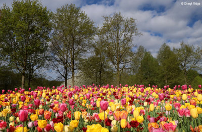 7051-keukenhof.jpg