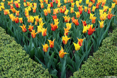 7055-keukenhof.jpg