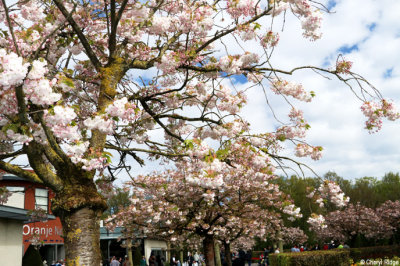 7068-keukenhof.jpg