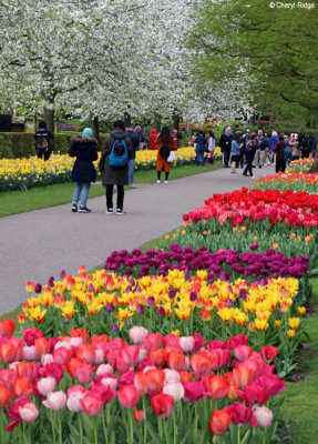 7072-keukenhof.jpg