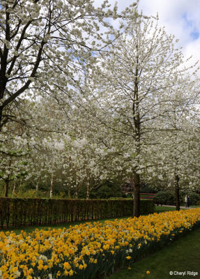 7077-keukenhof.jpg