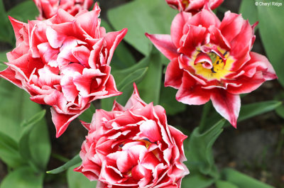 7086-keukenhof.jpg