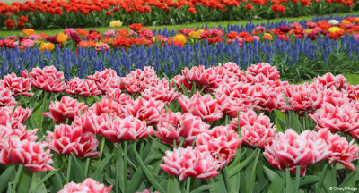 7087-keukenhof.jpg