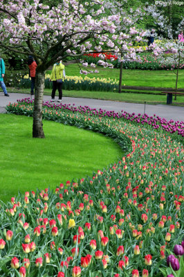 7096-keukenhof.jpg