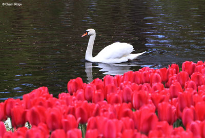 7107-keukenhof.jpg