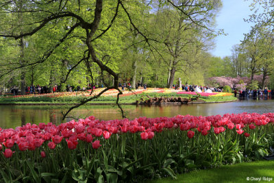 7147-keukenhof.jpg