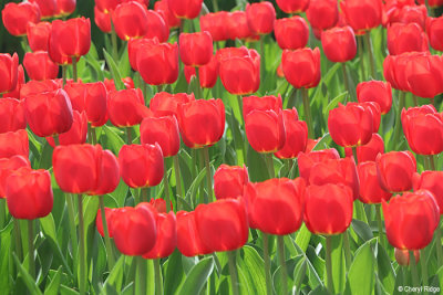 7175-keukenhof.jpg