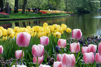 7179-keukenhof.jpg