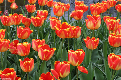 7186-keukenhof.jpg