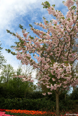 7196-keukenhof.jpg