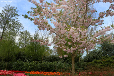 7197-keukenhof.jpg