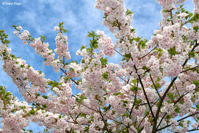 7198-keukenhof.jpg