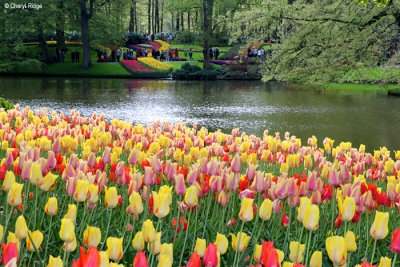 7209-keukenhof.jpg