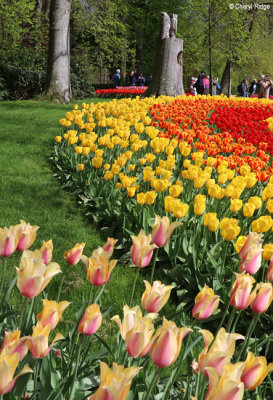 7233-keukenhof.jpg