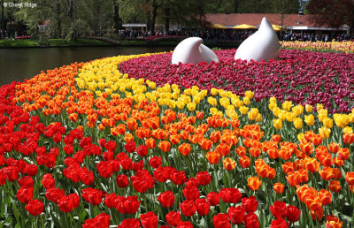 7238-keukenhof.jpg