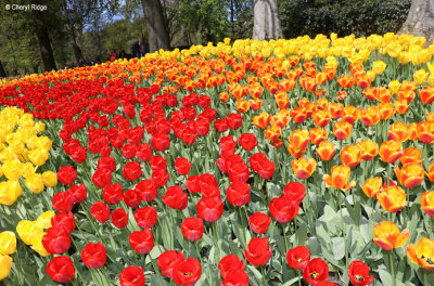 7259-keukenhof.jpg