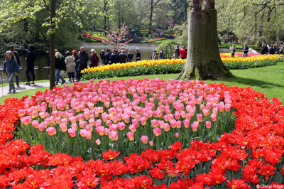 7264-keukenhof.jpg