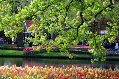 7273-keukenhof.jpg