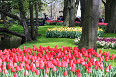 7277-keukenhof.jpg
