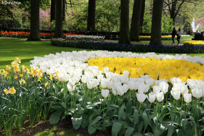 7279-keukenhof.jpg