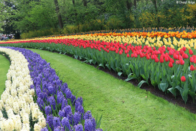 7290-keukenhof.jpg