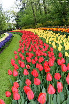 7294-keukenhof.jpg