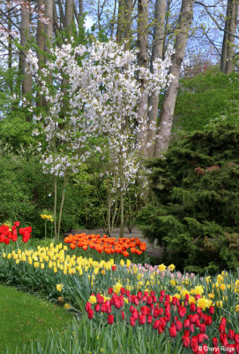 7298-keukenhof.jpg