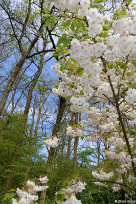 7310-keukenhof.jpg