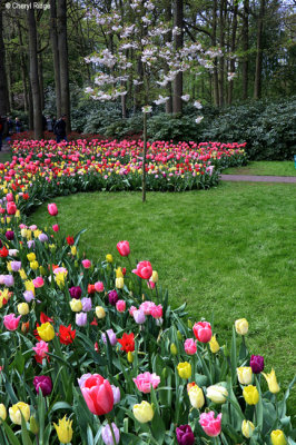 7318-keukenhof.jpg