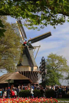 7355-keukenhof.jpg