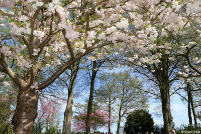 7365-keukenhof.jpg