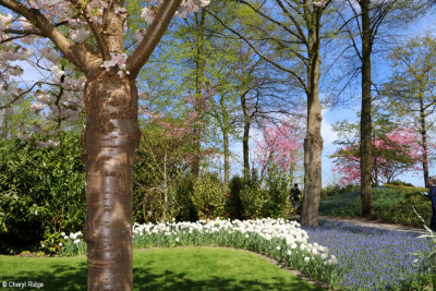 7367-keukenhof.jpg