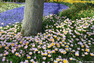 7382-keukenhof.jpg