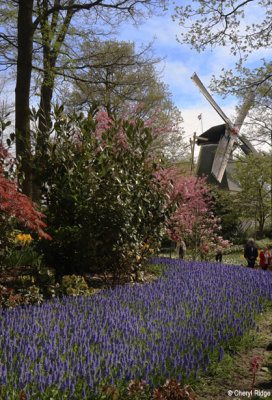 7395-keukenhof.jpg