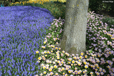 7398-keukenhof.jpg