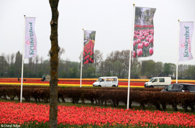 7882-keukenhof.jpg