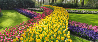 104302-keukenhof.jpg