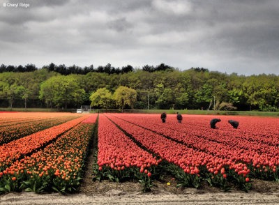 P4250433b-tulip-field.jpg