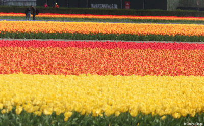 0243-tulip-field.jpg
