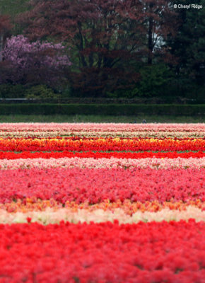 0268-tulip-field.jpg