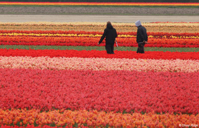 0275-tulip-field.jpg