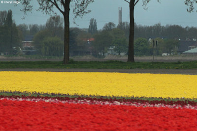0281-tulip-field.jpg