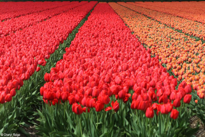 0431-tulip-field.jpg