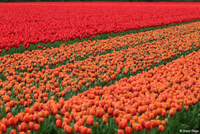 0433-tulip-field.jpg