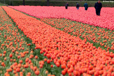 0435-tulip-field.jpg