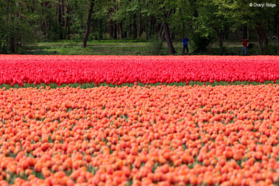 0436-tulip-field.jpg
