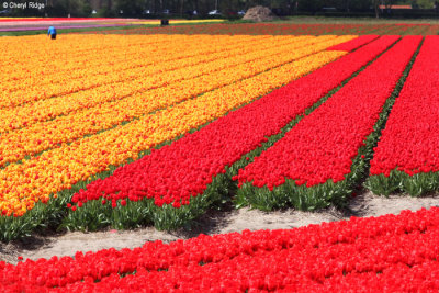 0448-tulip-field.jpg