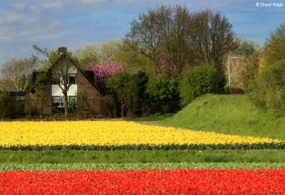 7003-tulip-field.jpg